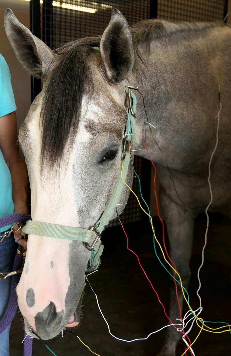 Acupuncture Saginaw Valley Equine Clinic