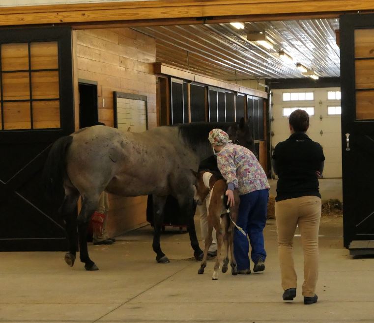 Case #1112 - Saginaw Valley Equine Clinic