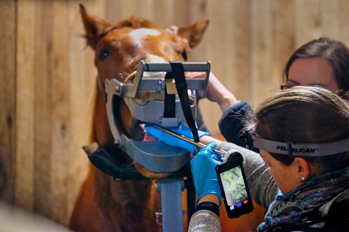 Dentistry Saginaw Valley Equine Clinic