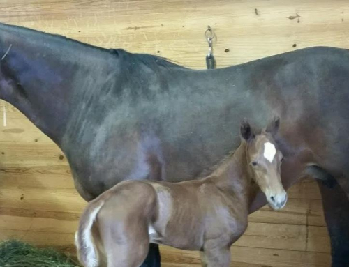 So You Want to Breed Your Mare – A Checklist