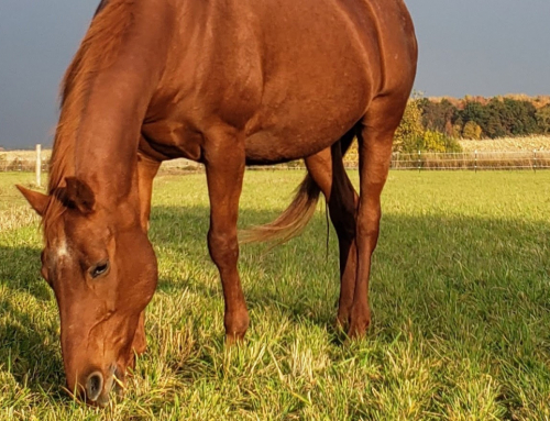 7 Tips for Senior Horse Care
