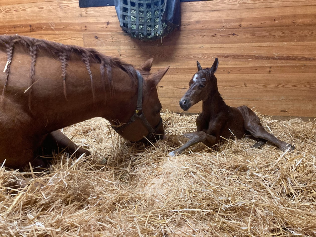 Foal Heat - Saginaw Valley Equine Clinic